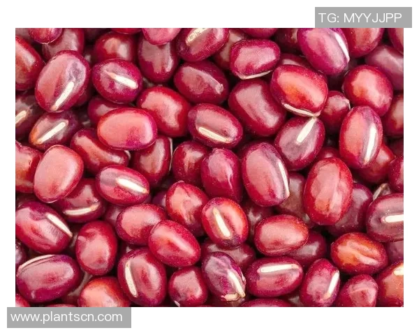 陈丽独家分享篮球心得与技巧助你提升球技的全面指南